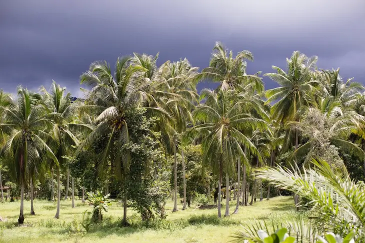 Plantation de cocotiers tropicaux sous un ciel sombre annonçant une tempête, paysage naturel verdoyant à La Réunion illustrant les risques climatiques.