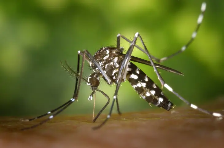 Epidémie de moustique tigre à la Réunion